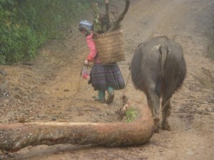 timber mountain vietnam