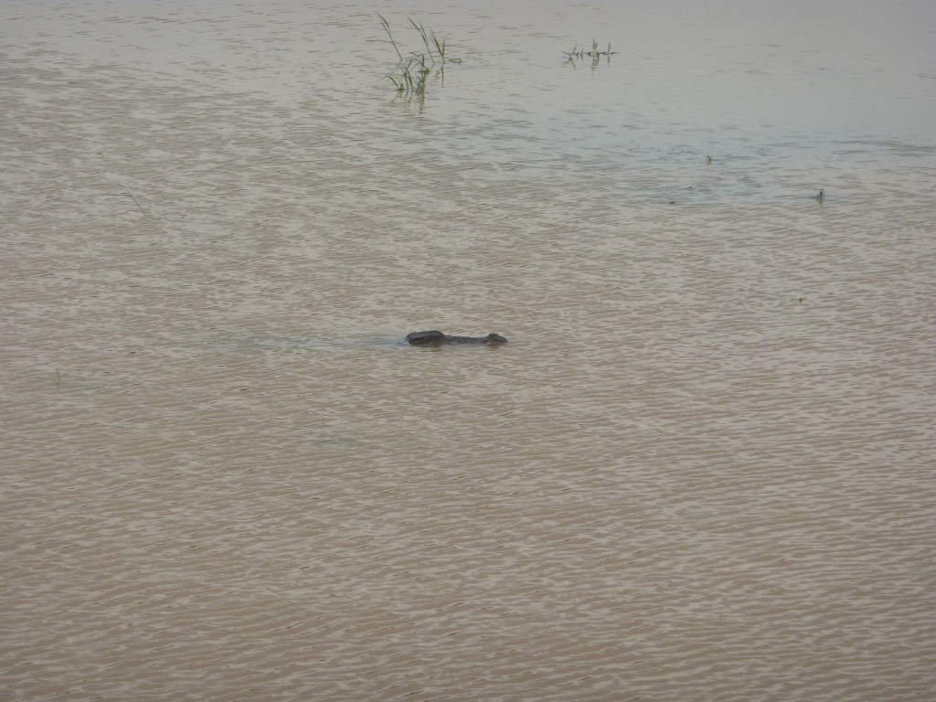Krokodiller findes i rigt antal i og udenfor Nationalparkerne. Her i Yala.