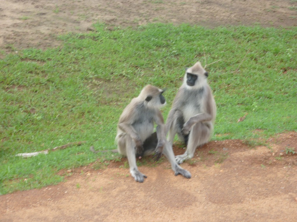 Yala Nationalpark