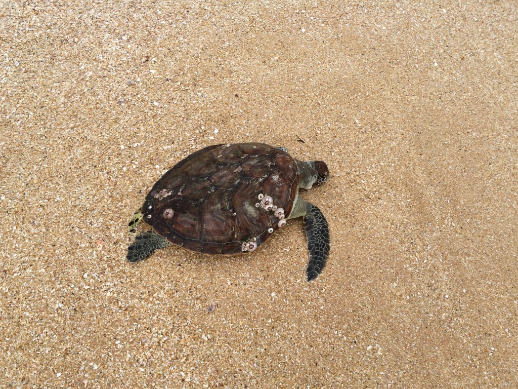 Desværre en død havskildpadde på stranden idag. De kommer op på visse af strandene i området omkring Tangalle og lægger deres æg.